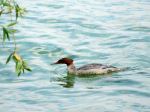 Mergus Merganser